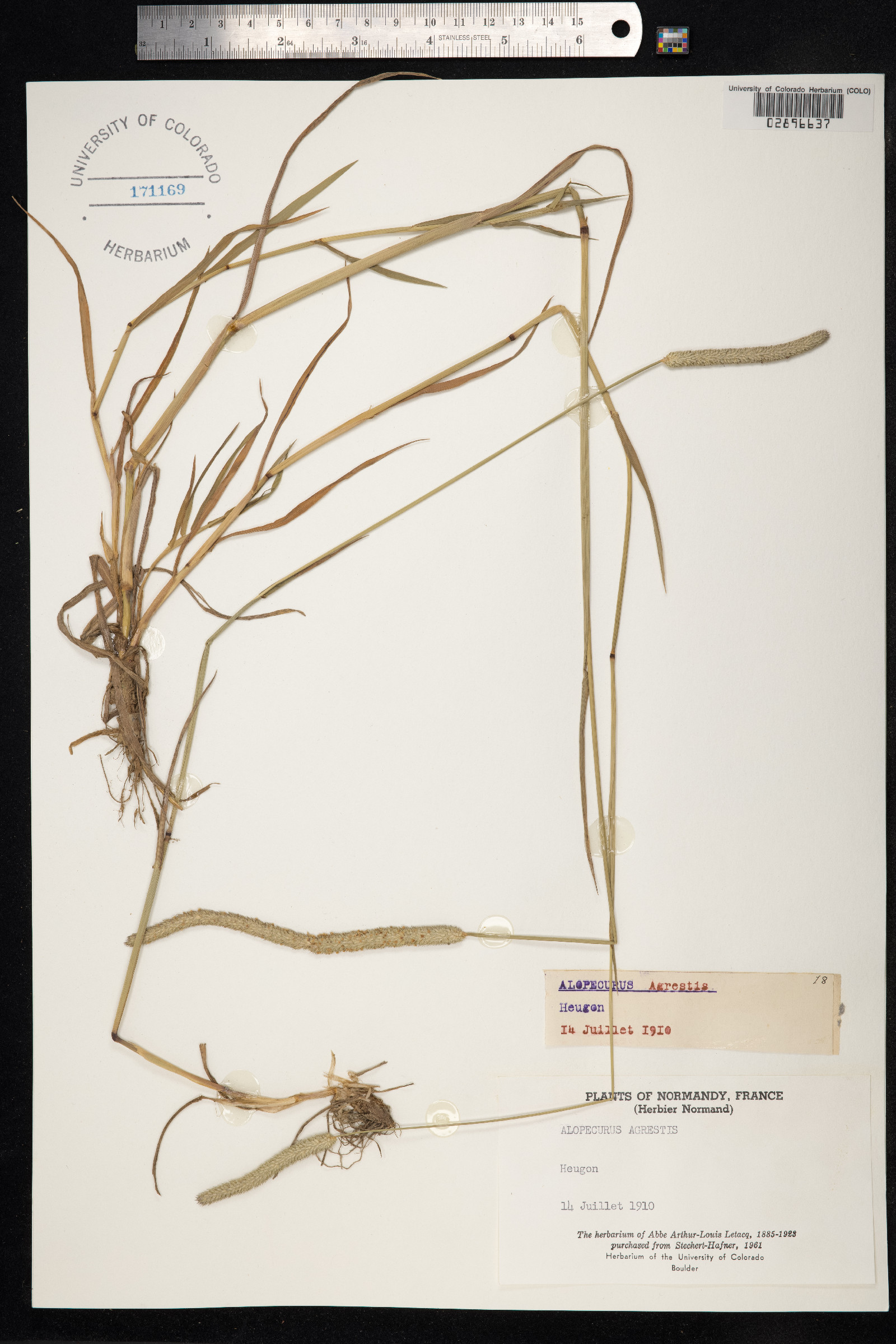 Alopecurus myosuroides image