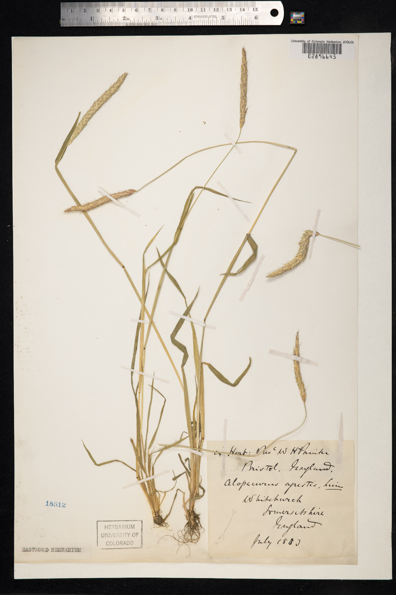 Alopecurus myosuroides image