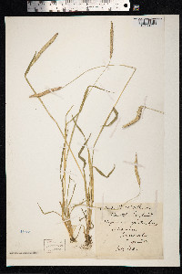 Alopecurus myosuroides image