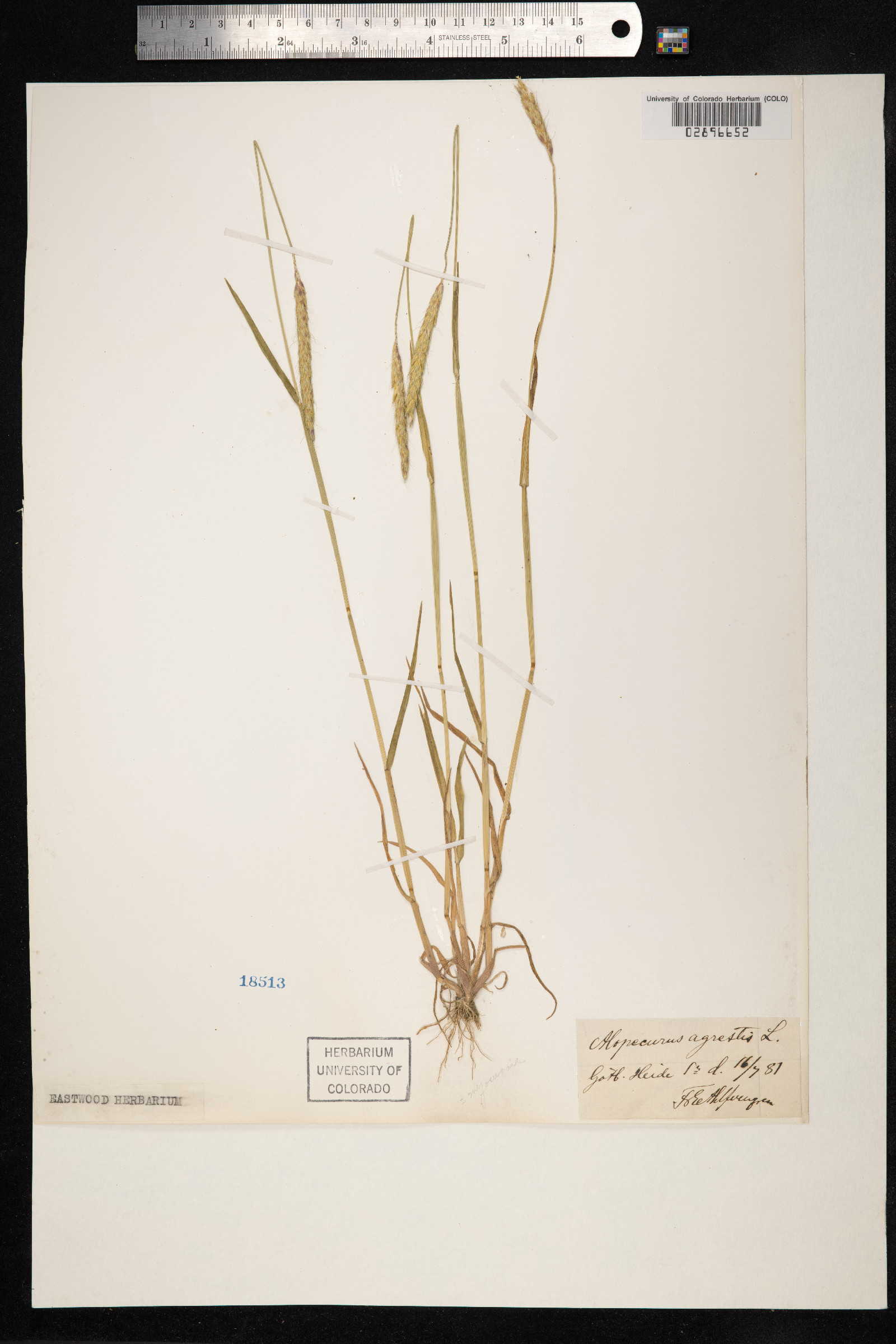 Alopecurus myosuroides image
