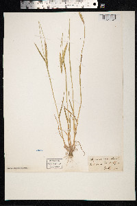 Alopecurus myosuroides image