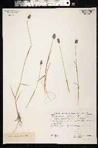 Alopecurus alpinus image