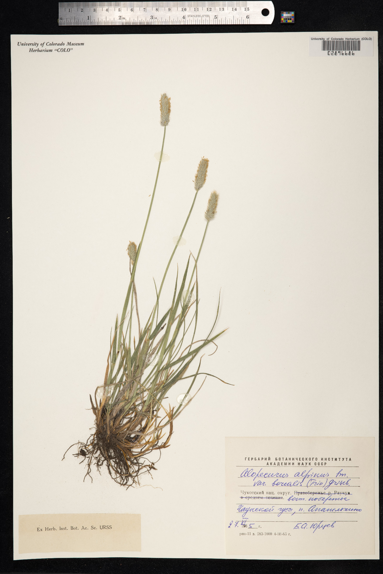 Alopecurus alpinus image