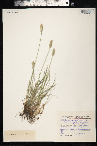Alopecurus alpinus image