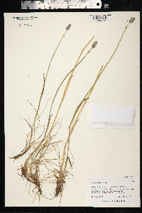Alopecurus alpinus image