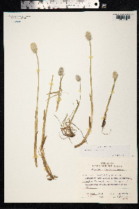 Alopecurus alpinus image