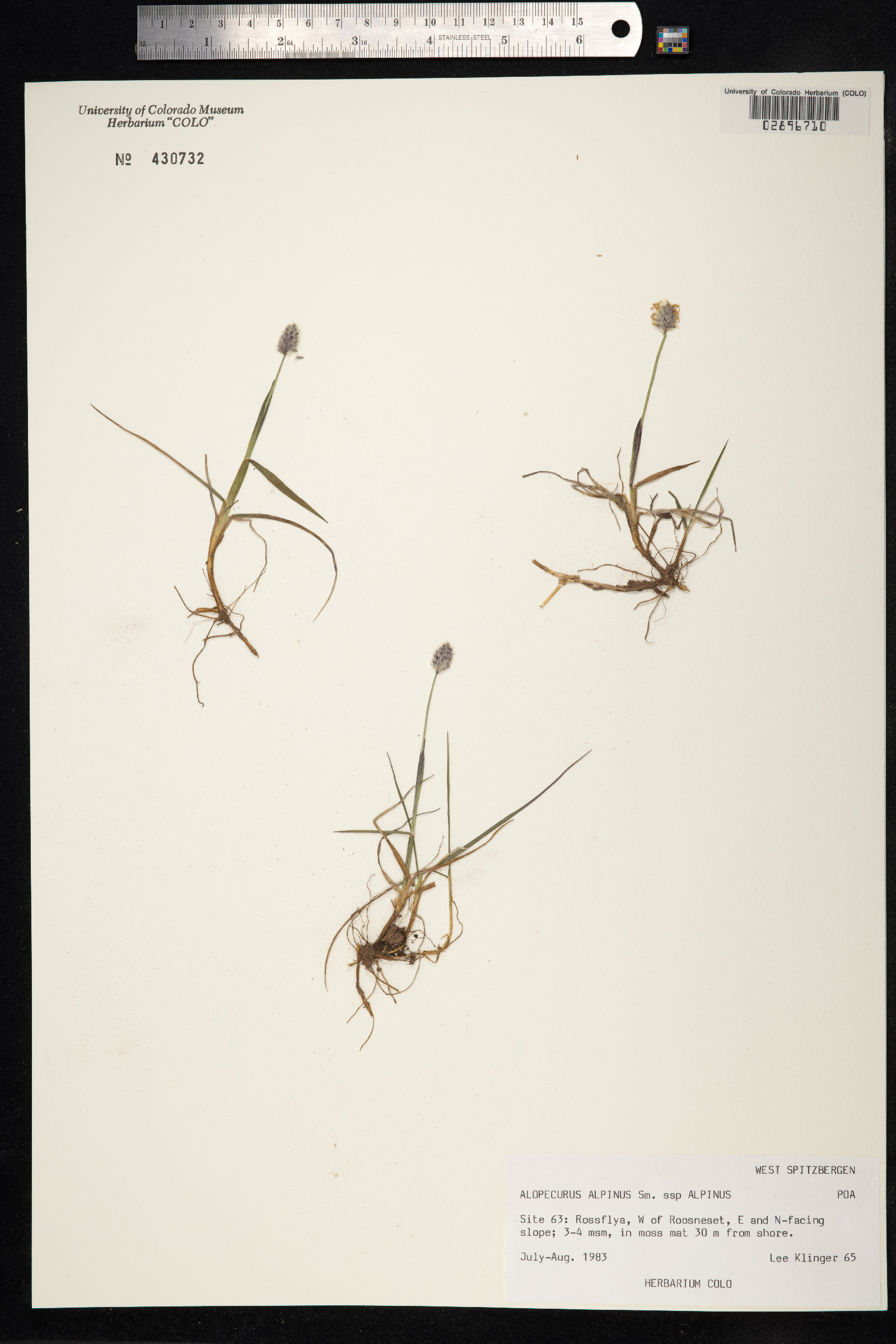 Alopecurus alpinus image