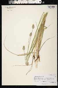 Alopecurus alpinus image