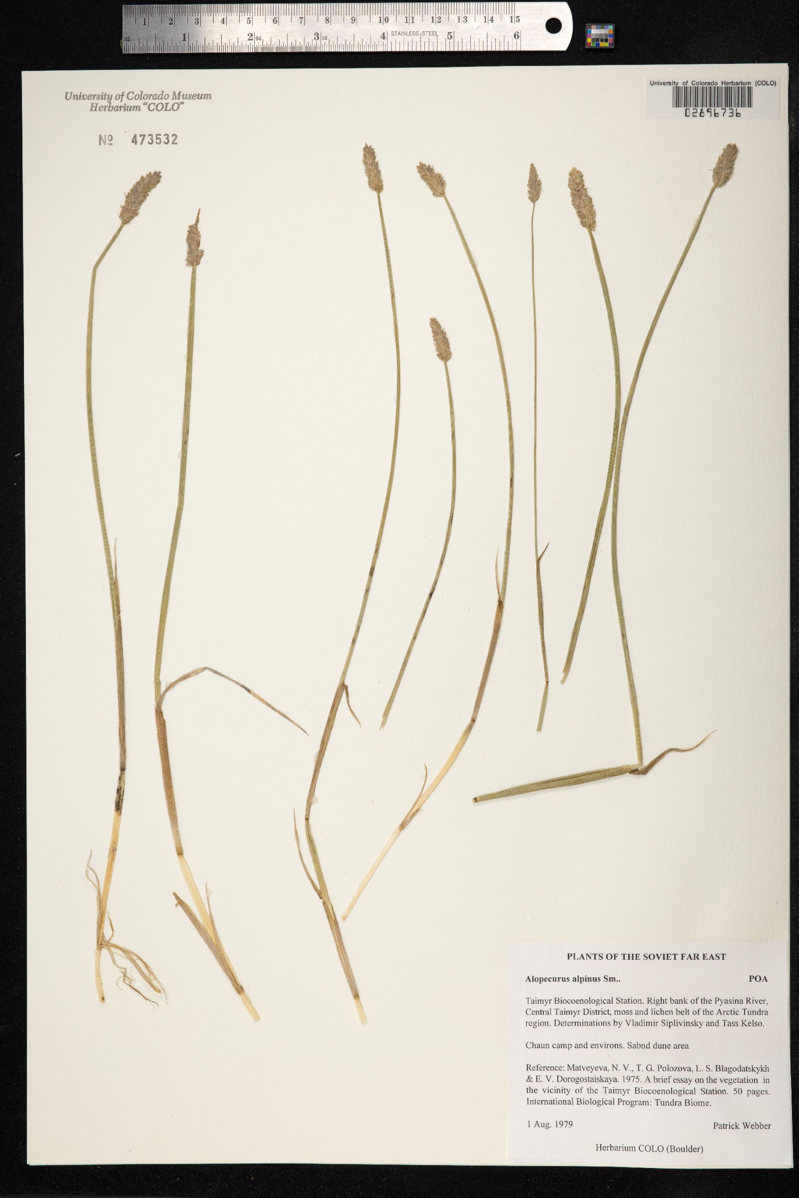 Alopecurus alpinus image