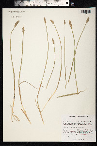 Alopecurus alpinus image