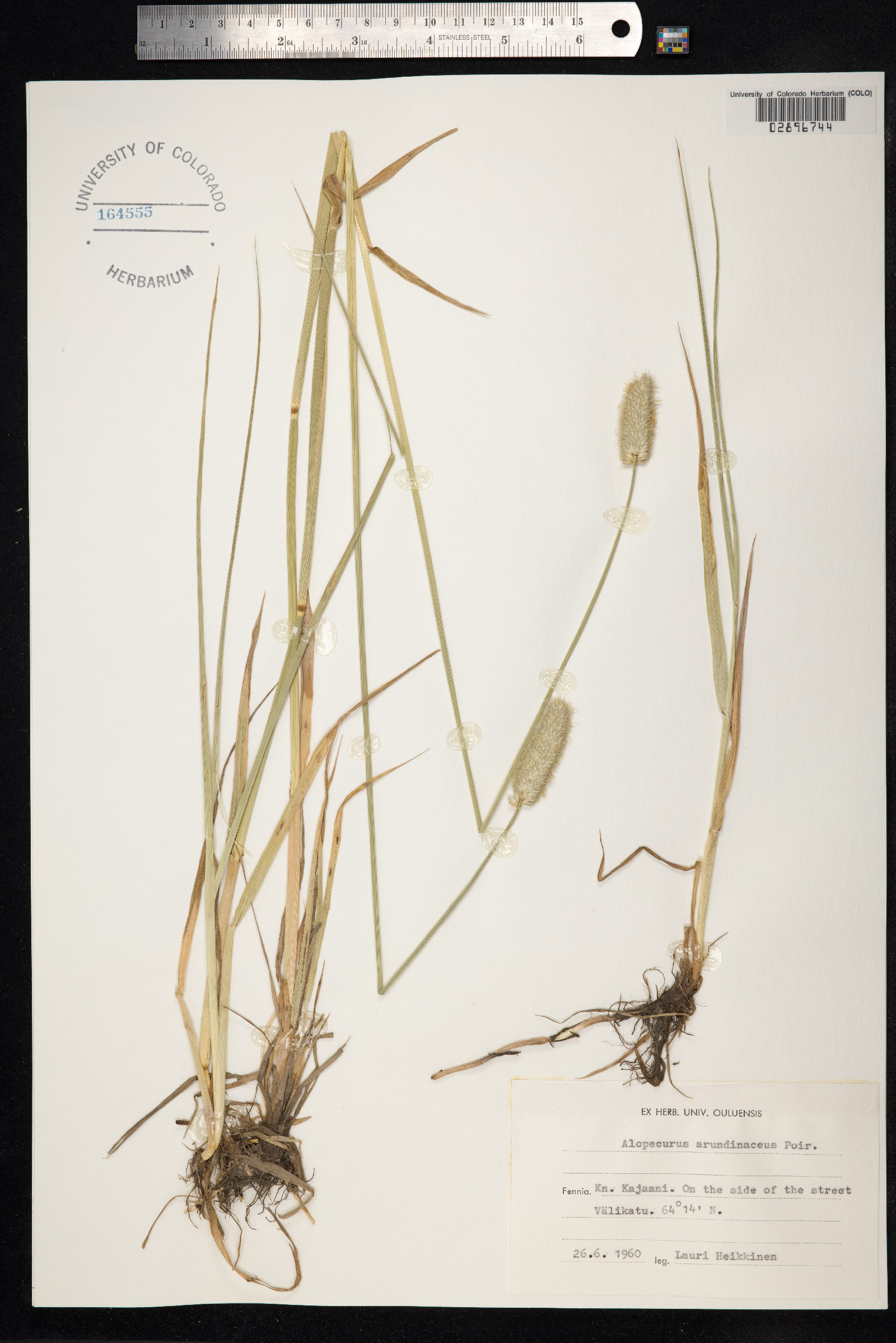 Alopecurus arundinaceus image