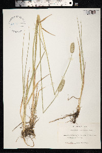 Alopecurus arundinaceus image