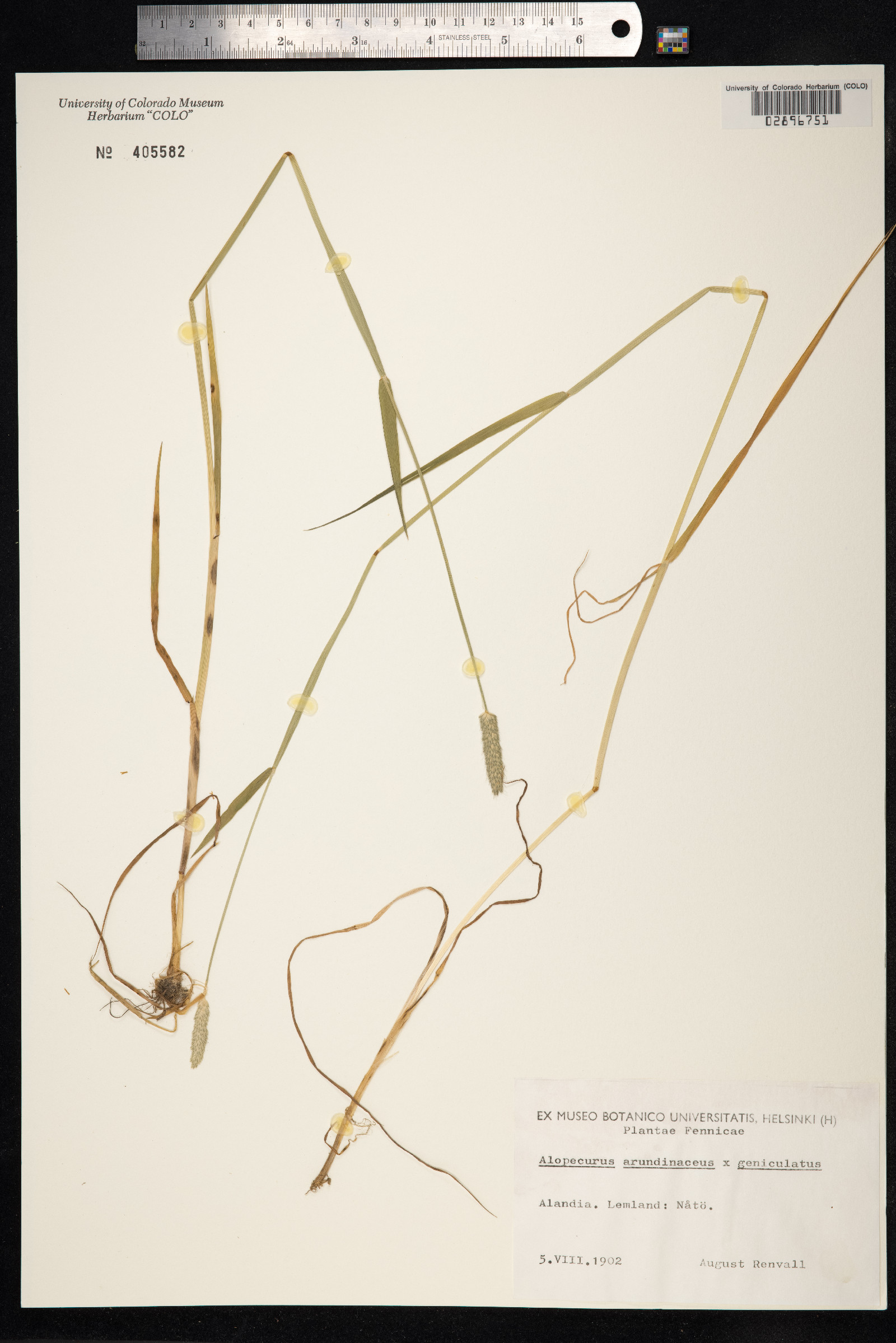 Alopecurus arundinaceus image