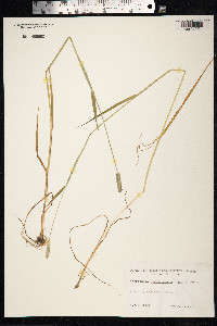 Alopecurus arundinaceus image