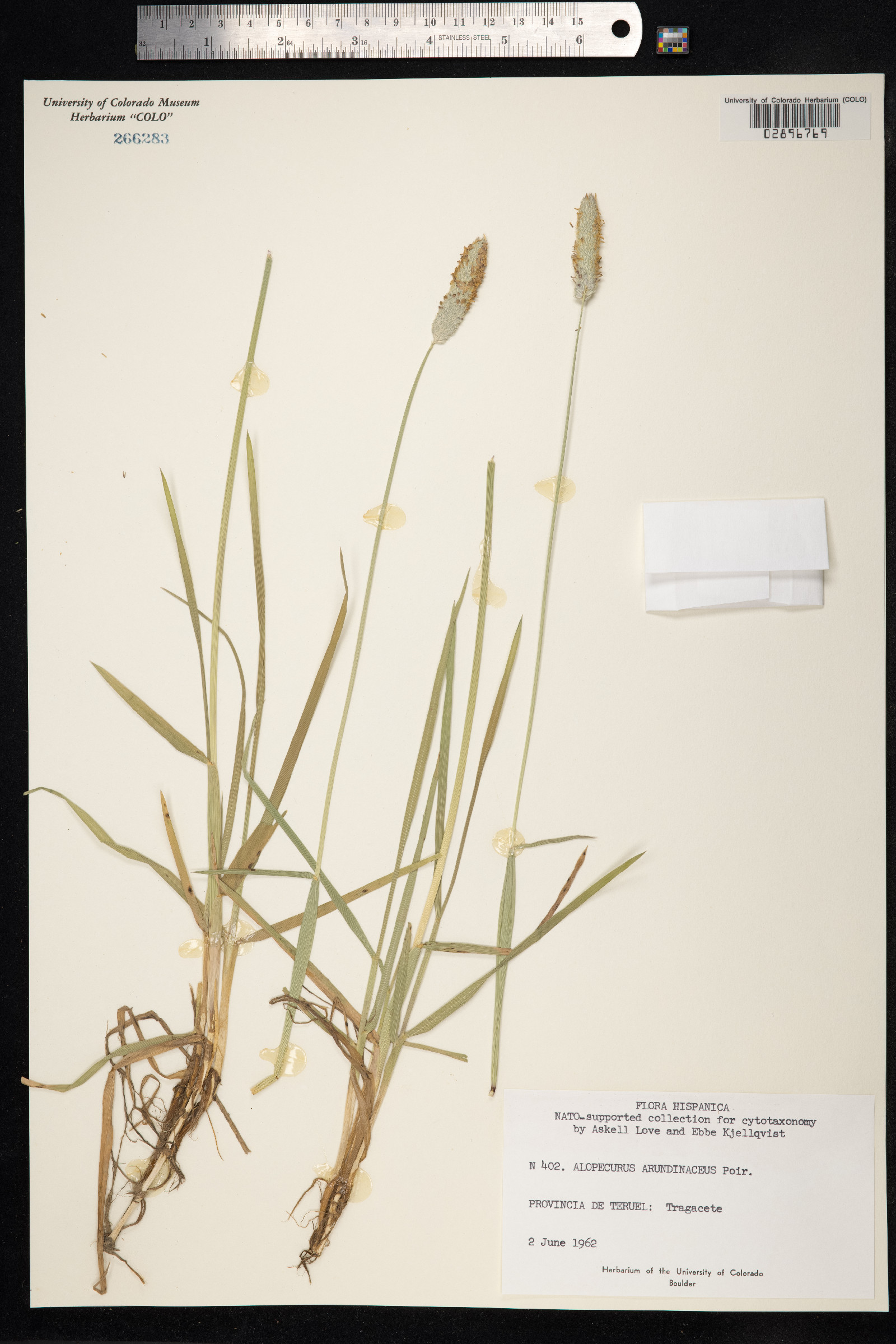 Alopecurus arundinaceus image