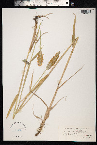 Alopecurus arundinaceus image