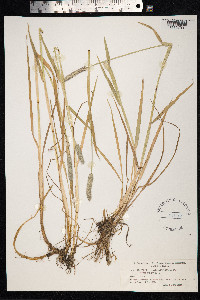 Alopecurus arundinaceus image