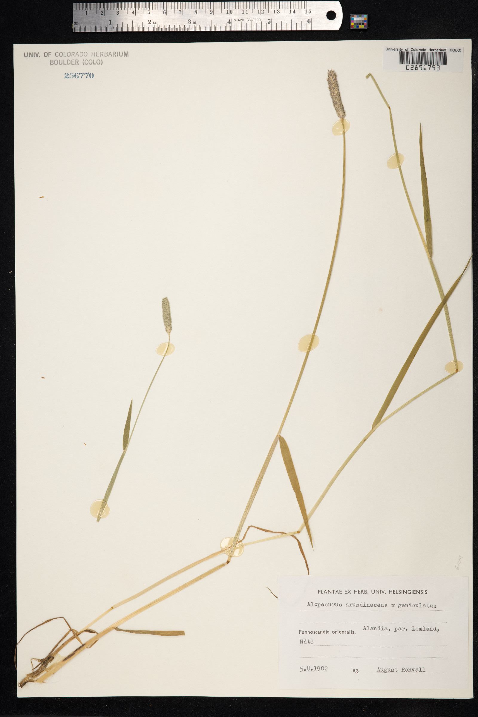 Alopecurus arundinaceus image