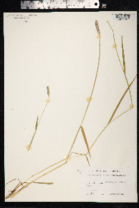 Alopecurus arundinaceus image