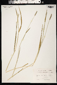 Alopecurus arundinaceus image