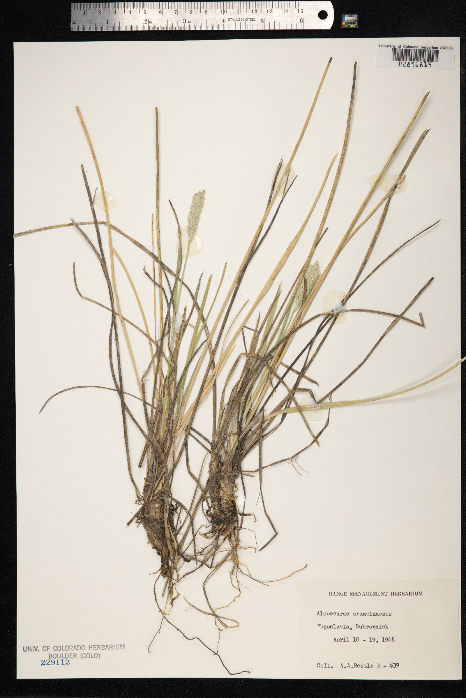 Alopecurus arundinaceus image