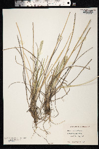 Alopecurus arundinaceus image