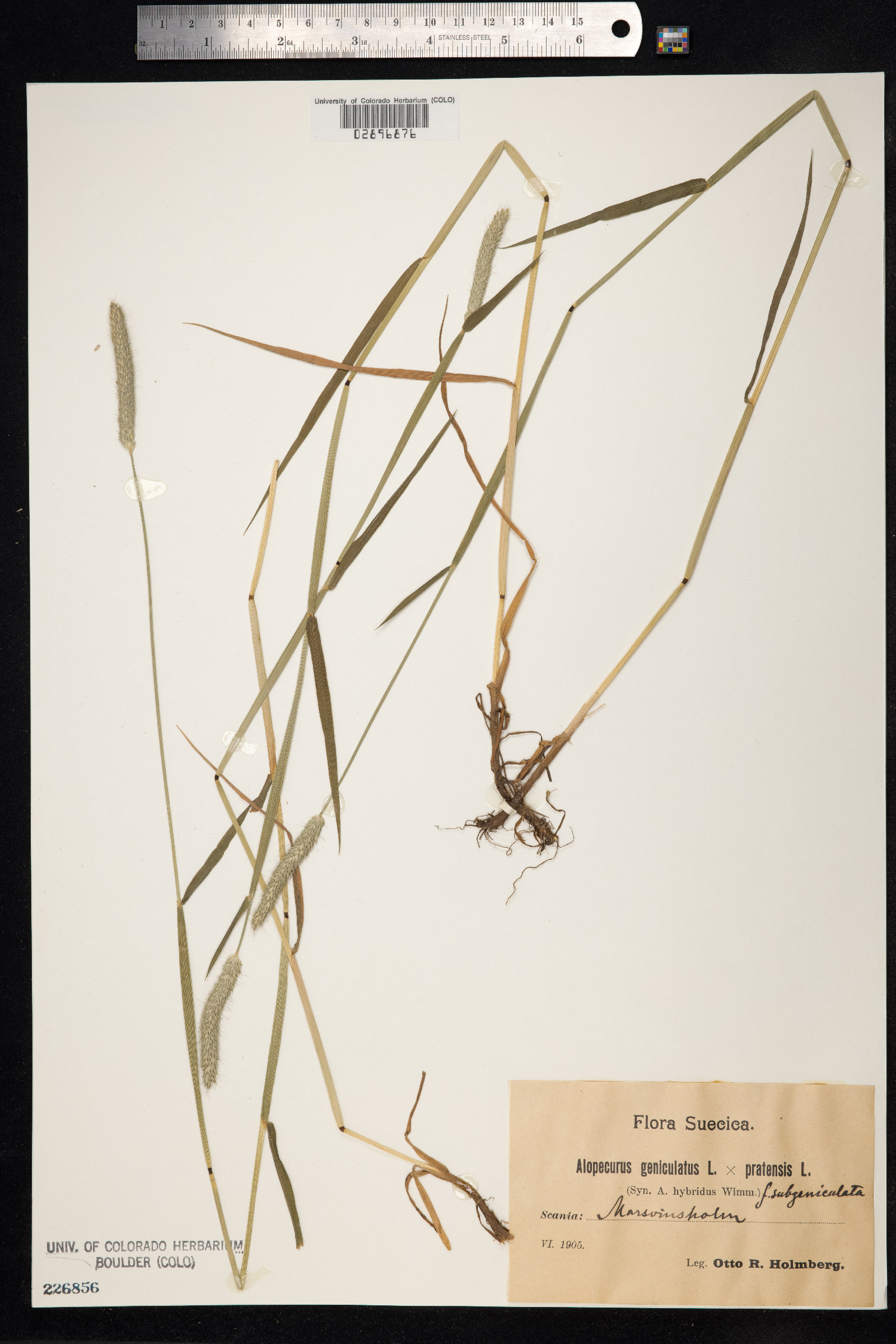 Alopecurus geniculatus image