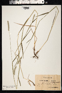 Alopecurus geniculatus image