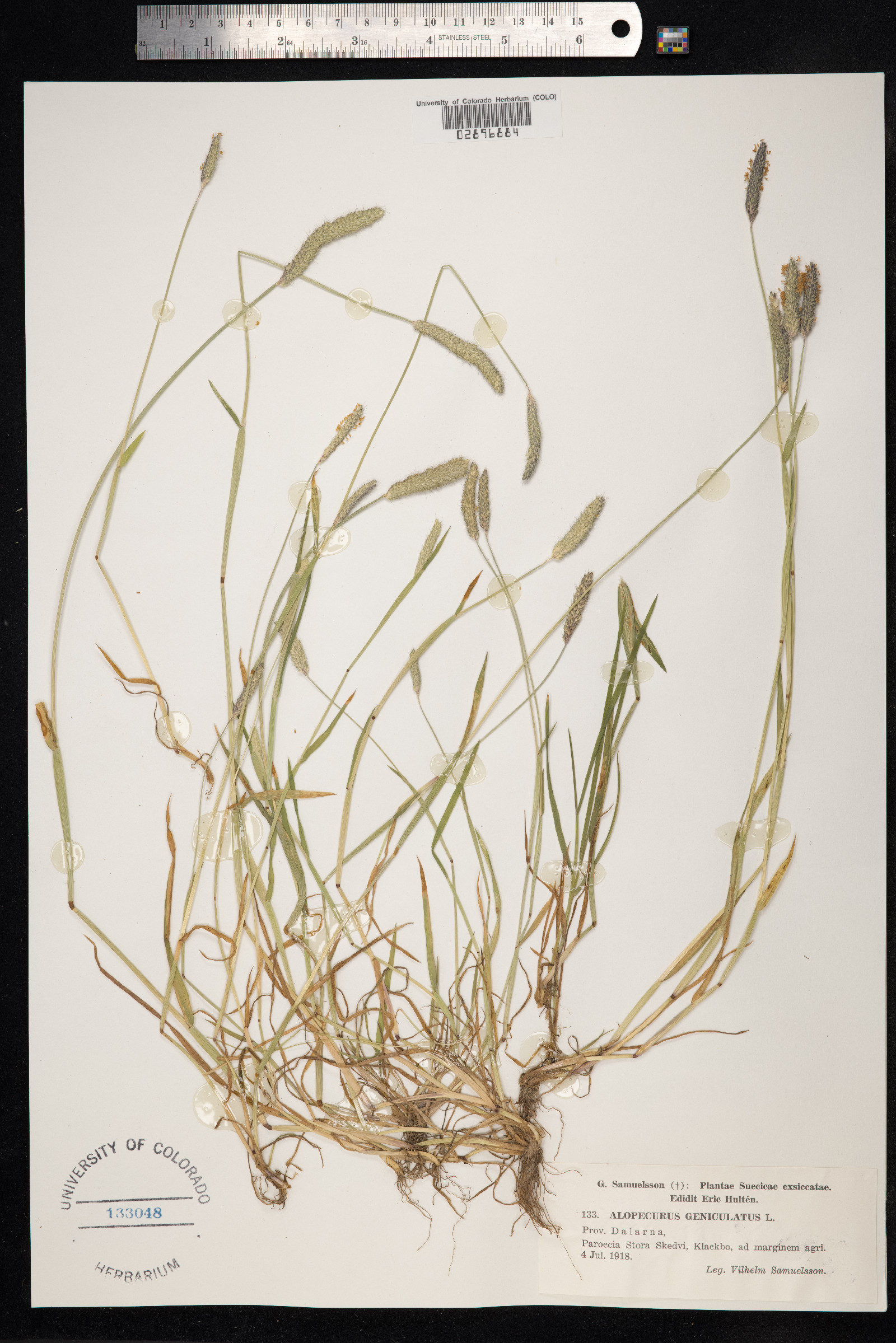Alopecurus geniculatus image
