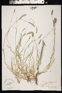 Alopecurus geniculatus image