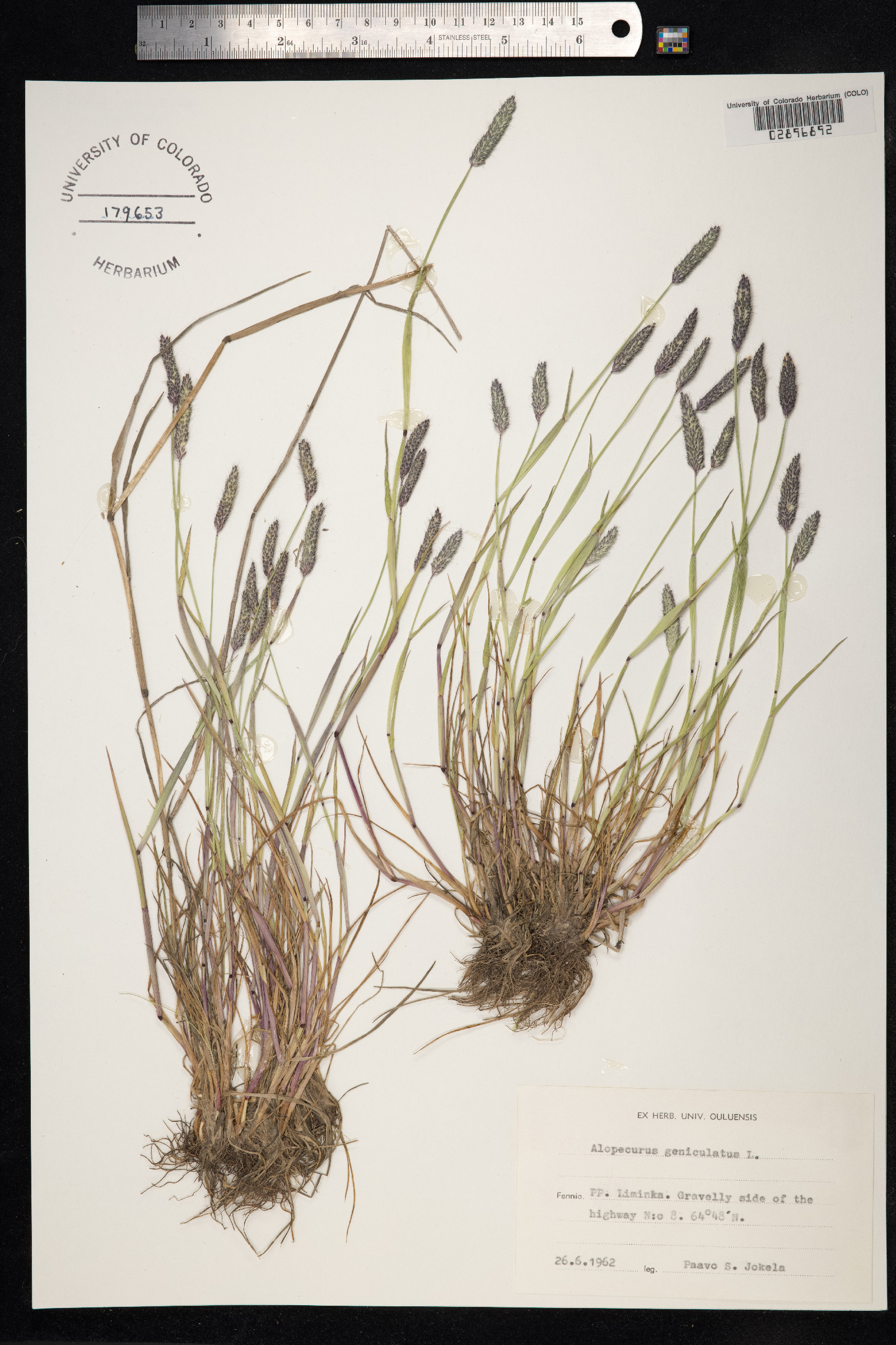 Alopecurus geniculatus image