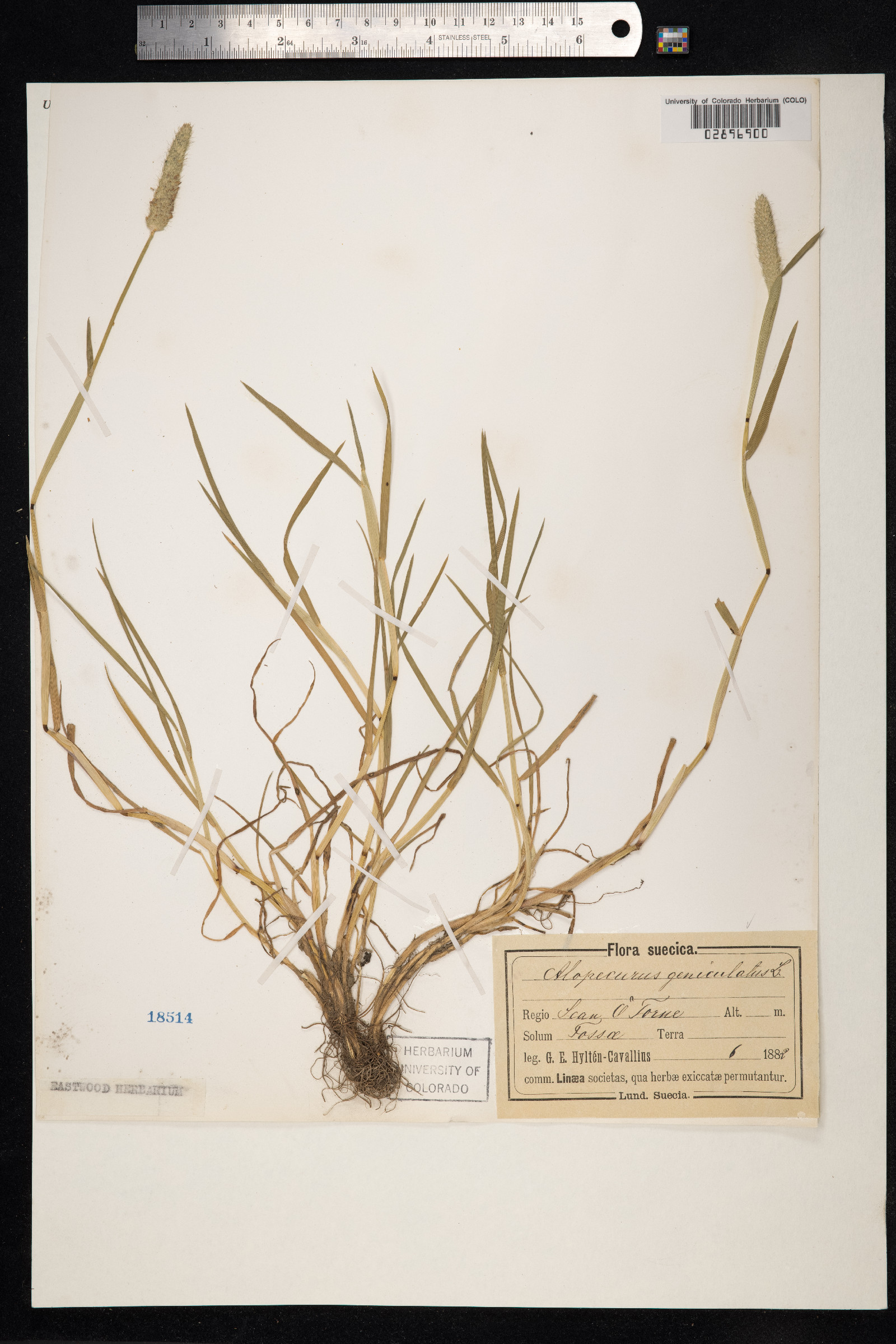 Alopecurus geniculatus image