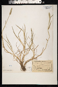Alopecurus geniculatus image