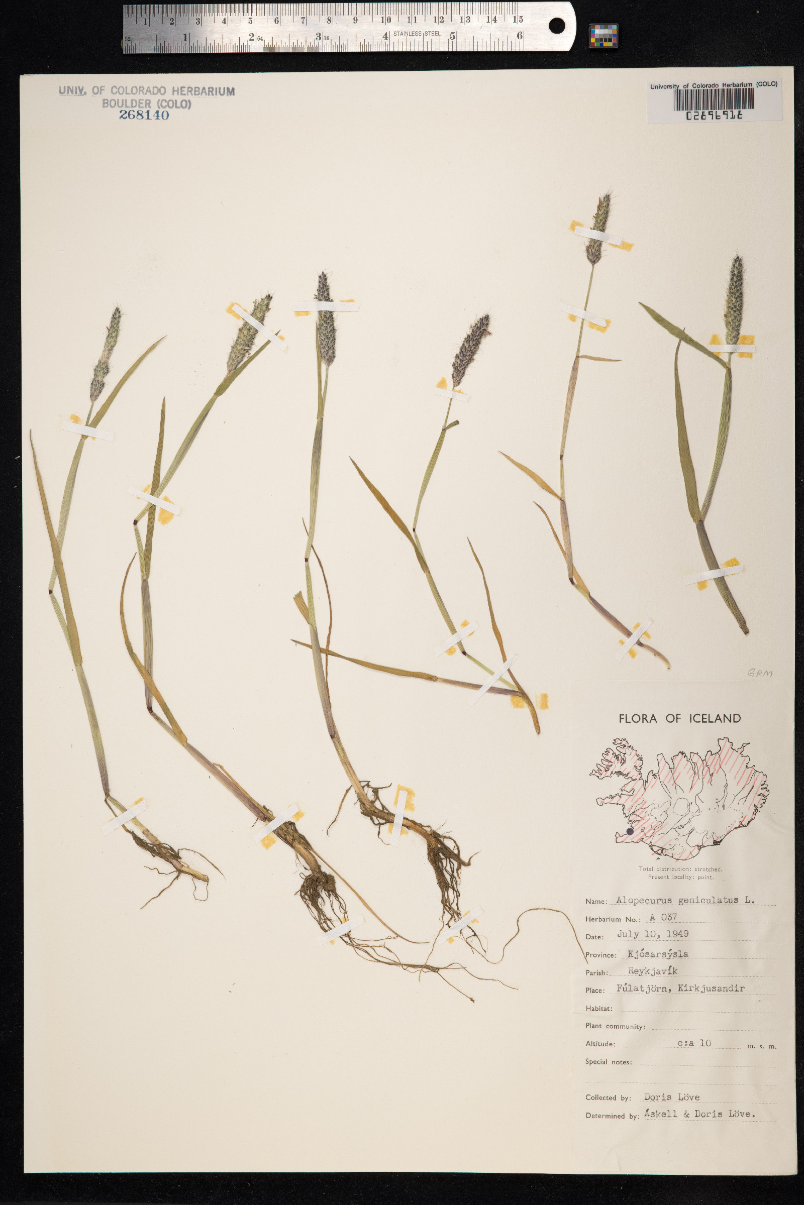 Alopecurus geniculatus image