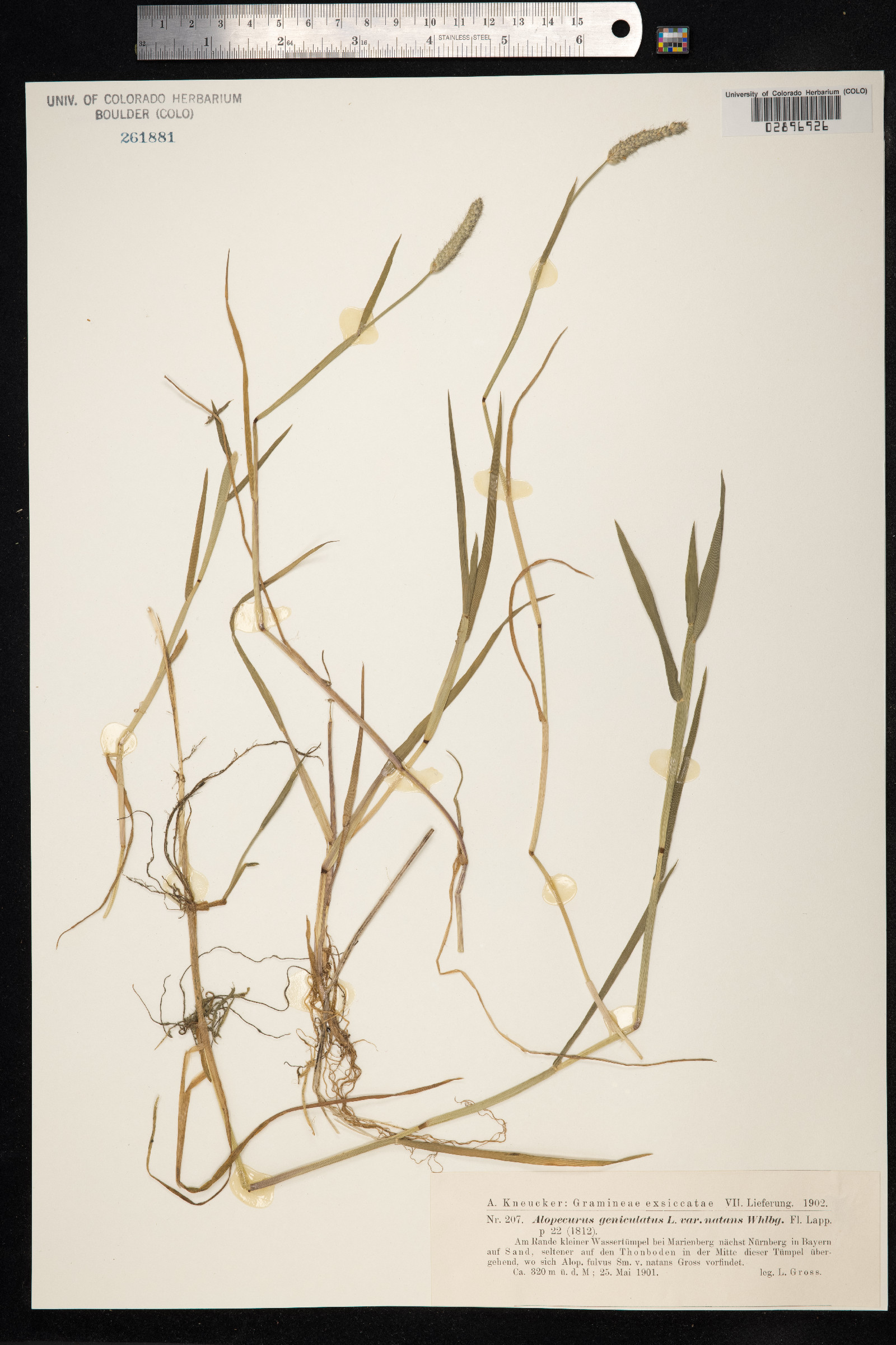Alopecurus geniculatus image