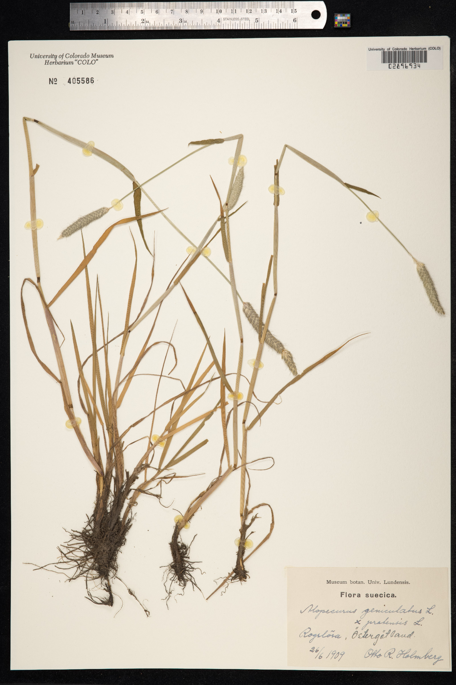 Alopecurus geniculatus image
