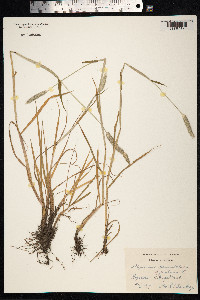 Alopecurus geniculatus image