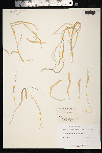 Alopecurus geniculatus image