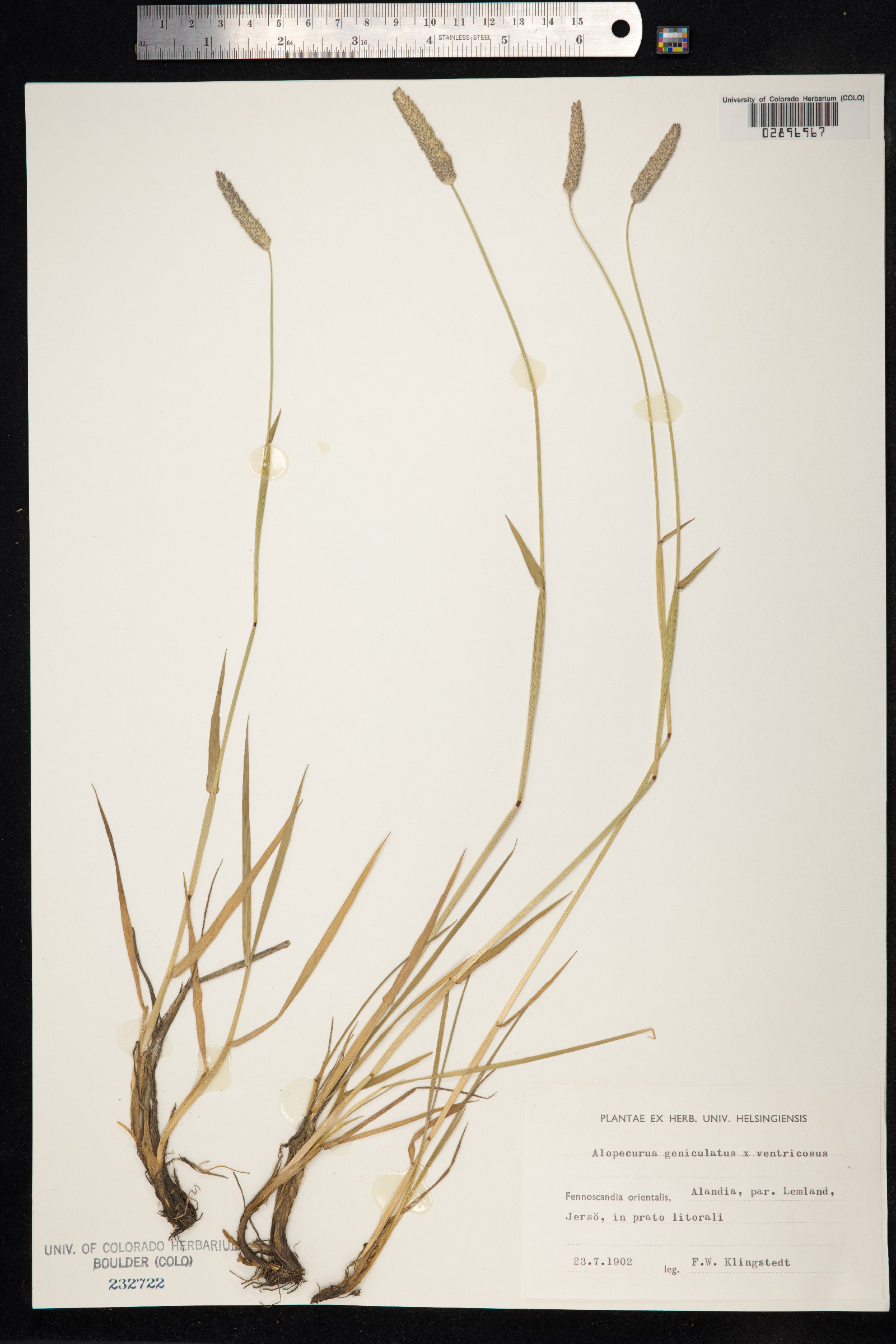 Alopecurus geniculatus image