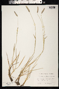 Alopecurus geniculatus image