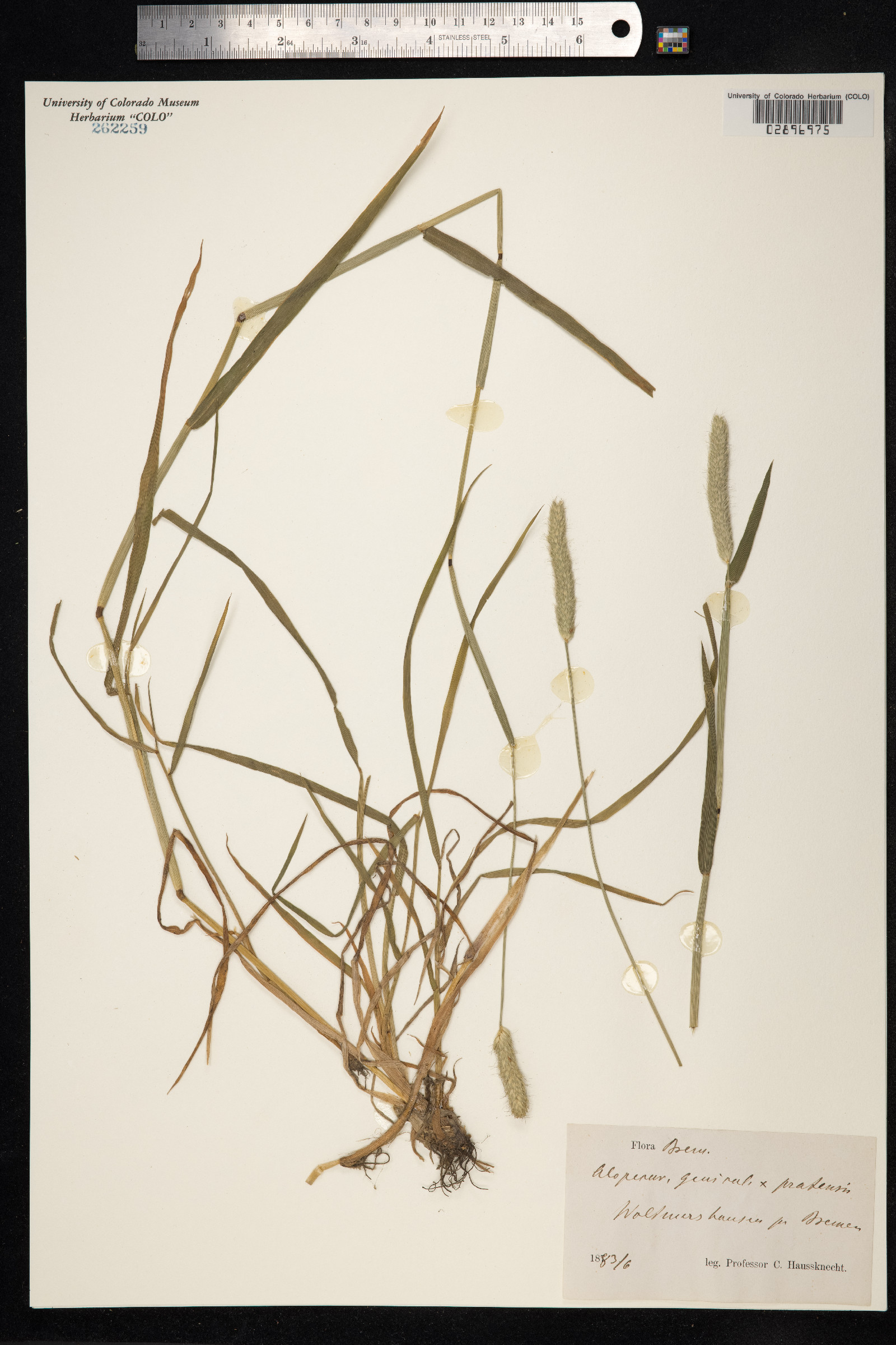 Alopecurus geniculatus image