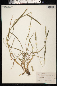 Alopecurus geniculatus image
