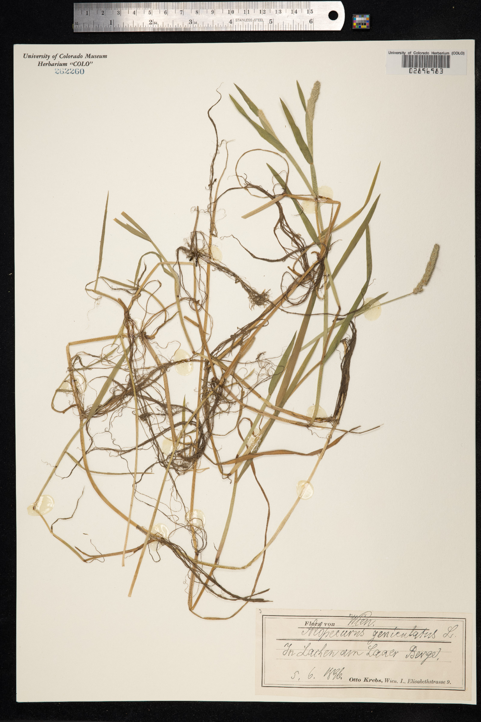 Alopecurus geniculatus image