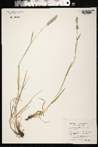 Alopecurus geniculatus image
