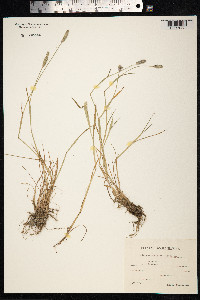 Alopecurus geniculatus image