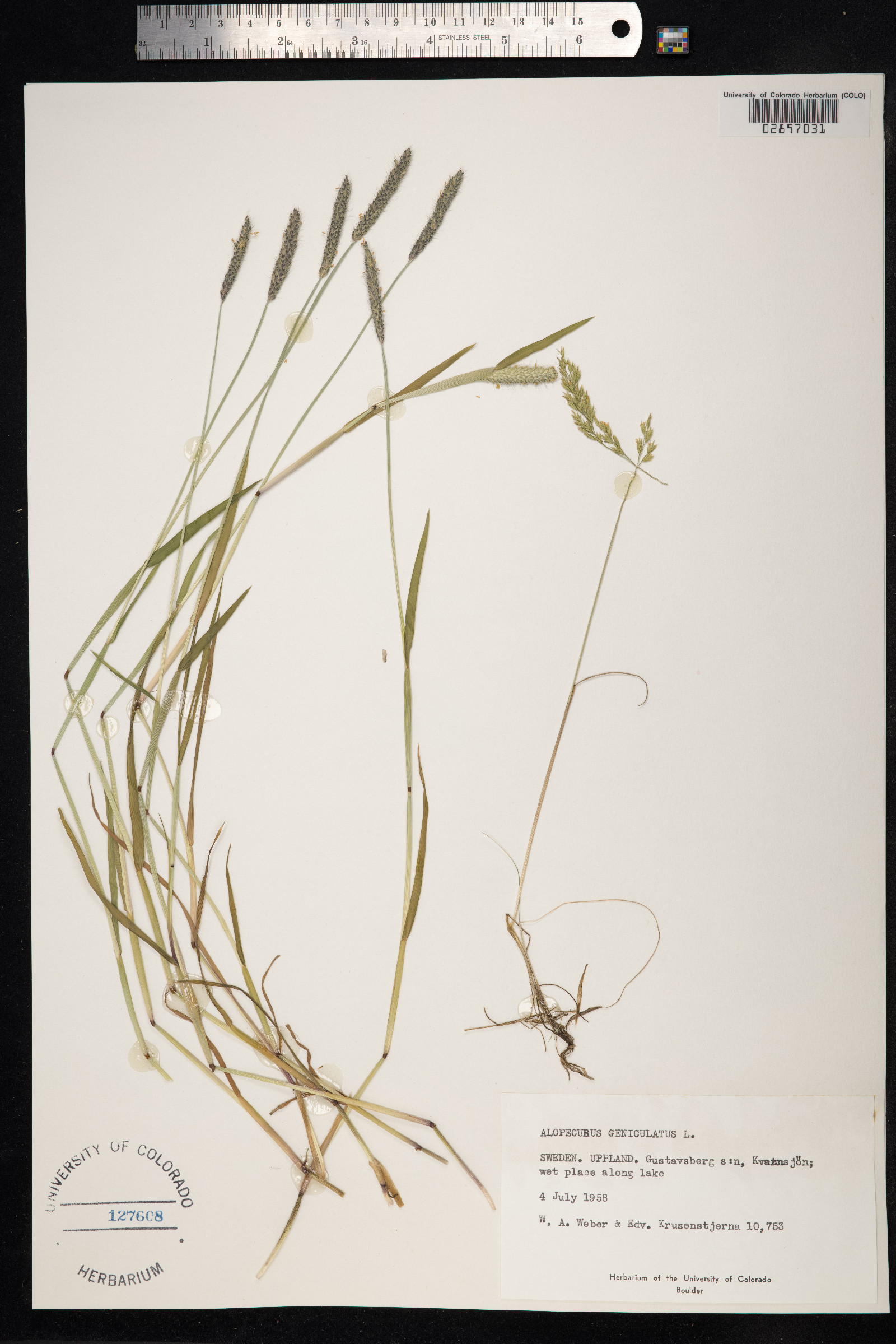 Alopecurus geniculatus image