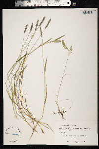 Alopecurus geniculatus image