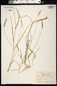Alopecurus geniculatus image