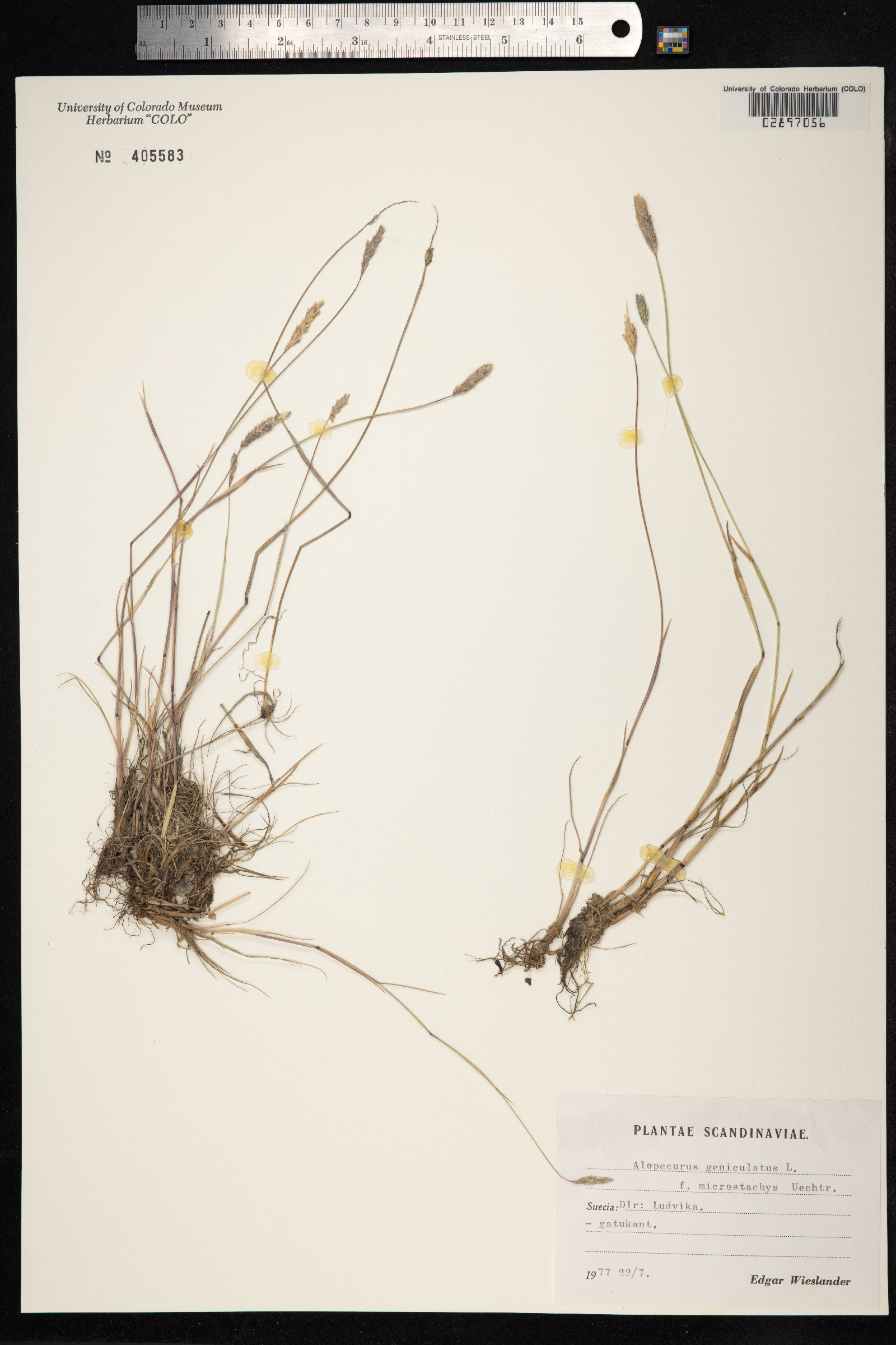 Alopecurus geniculatus image