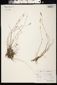 Alopecurus geniculatus image